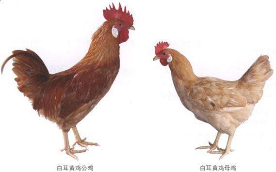 江西上饶广丰特产，广丰白耳黄鸡