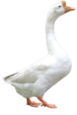 广丰白银鹅