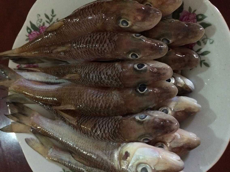 溪鱼