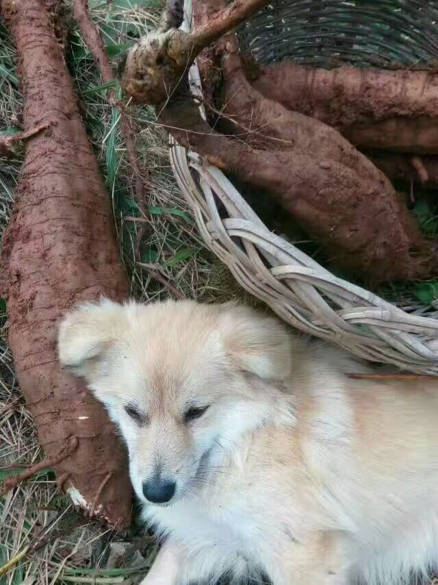 广丰葛根粉