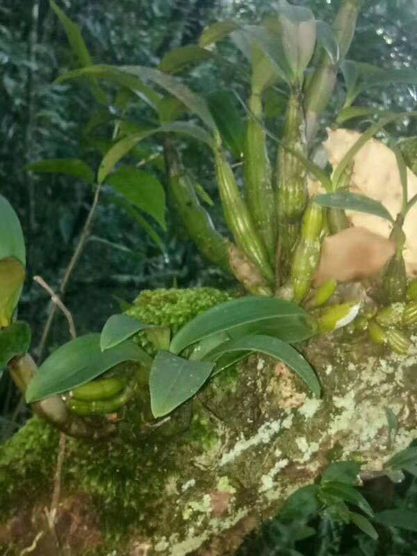 广丰铜拨山石斛