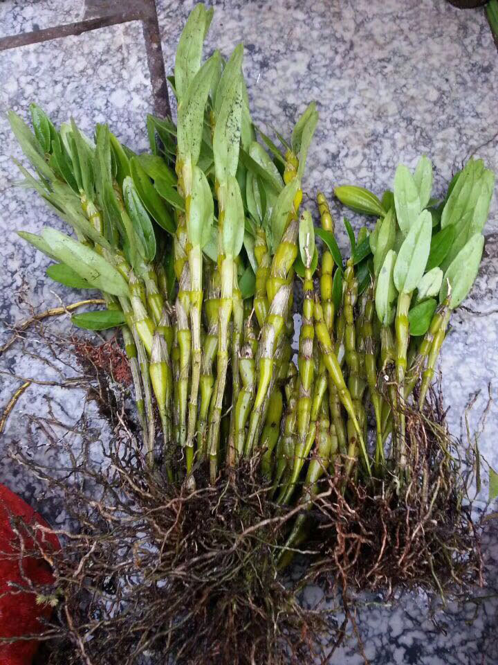 广丰铜拨山石斛